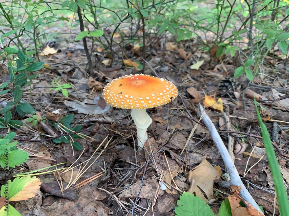 mushroom in the forest