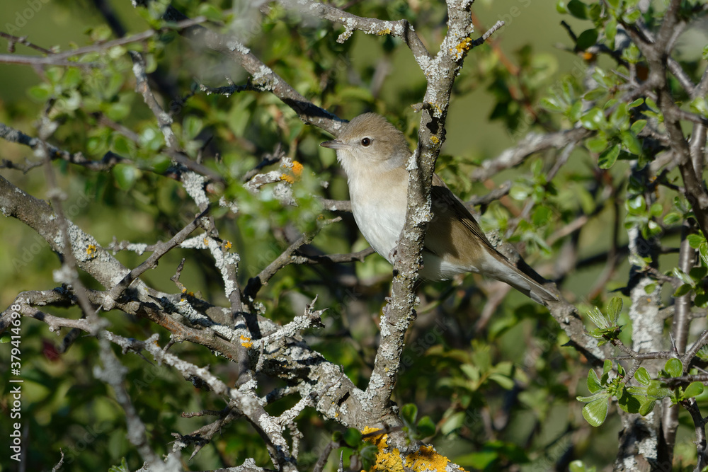 Obraz premium Garden Warbler (Sylvia borin) perched on a branch