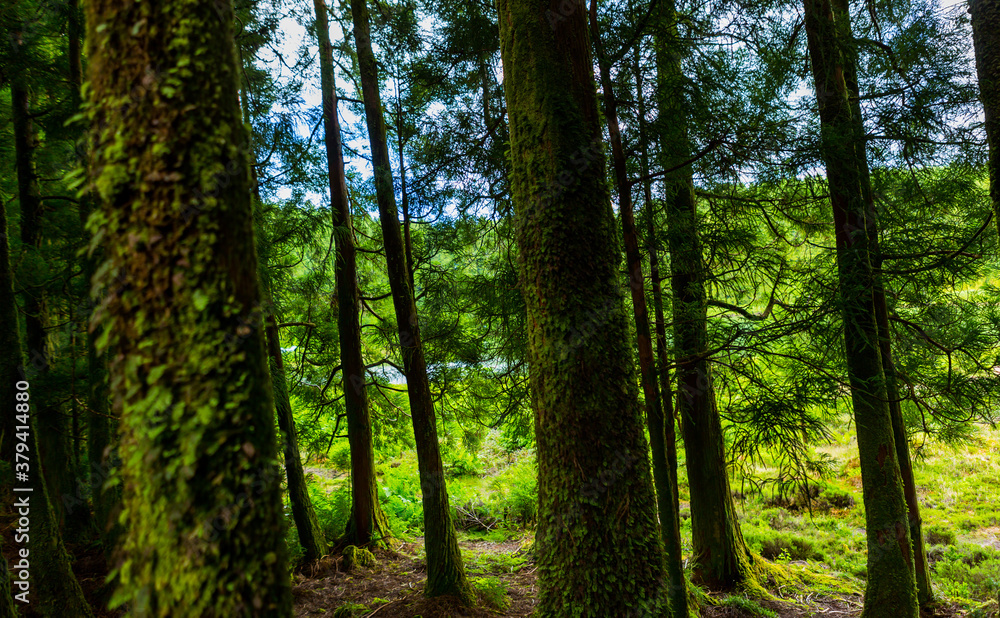mystic green forest in Azores mystic green forest in Azores
