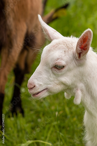 Baby goat close up head shoot  © klemen