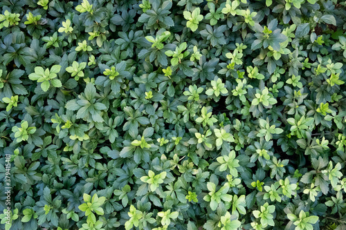 Green leaf background