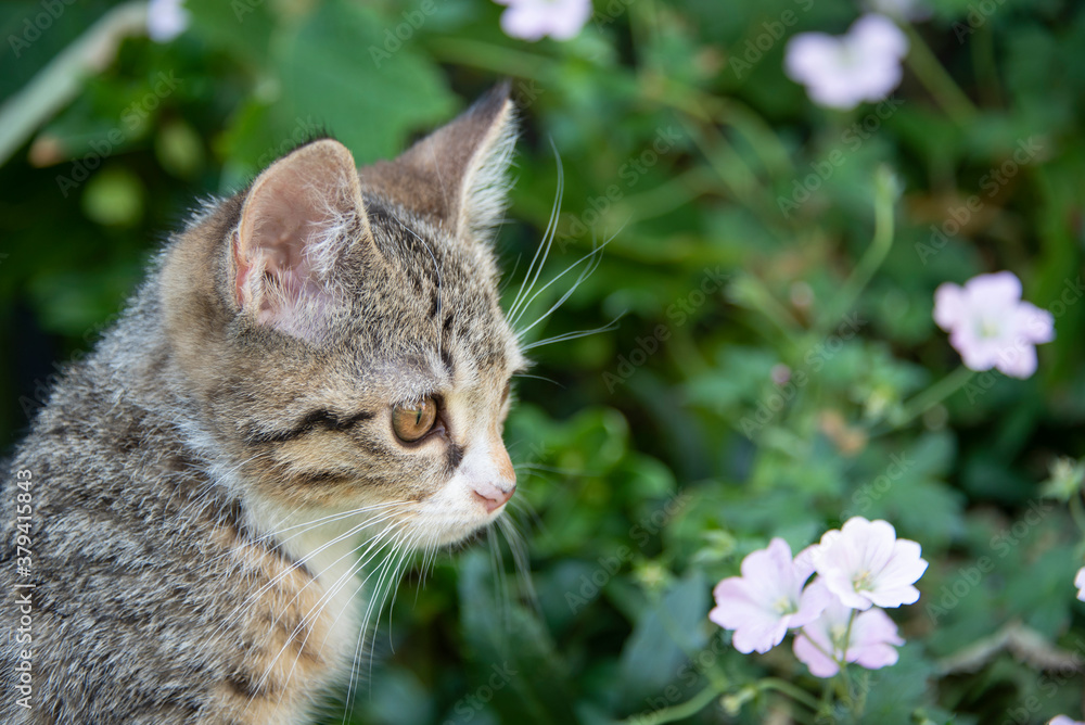 Portrait of a young tabby kitten photographed outside in a garden. Portrait of a young tabby kitten photographed outside in a garden.