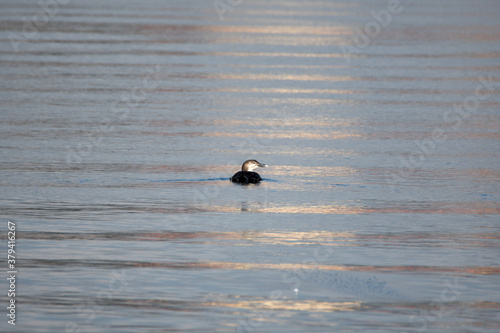 A picture of a common loon swimming in the sea.　　Vancouver BC Canada　　

