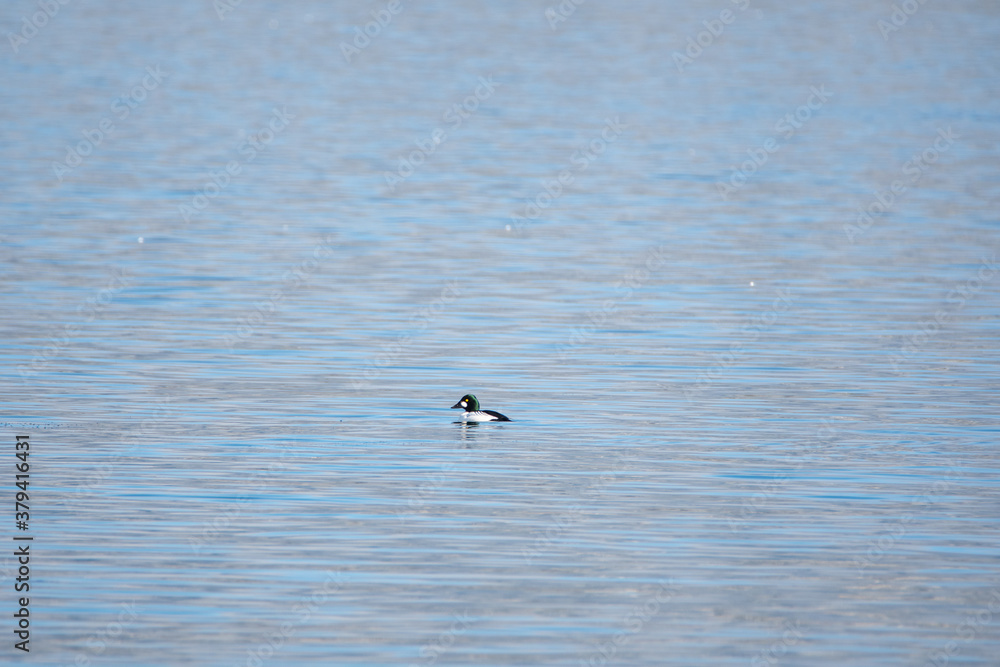 A picture of a male common goldeneye swimming in the sea. Vancouver BC Canada
A picture of a male common goldeneye swimming in the sea. Vancouver BC Canada