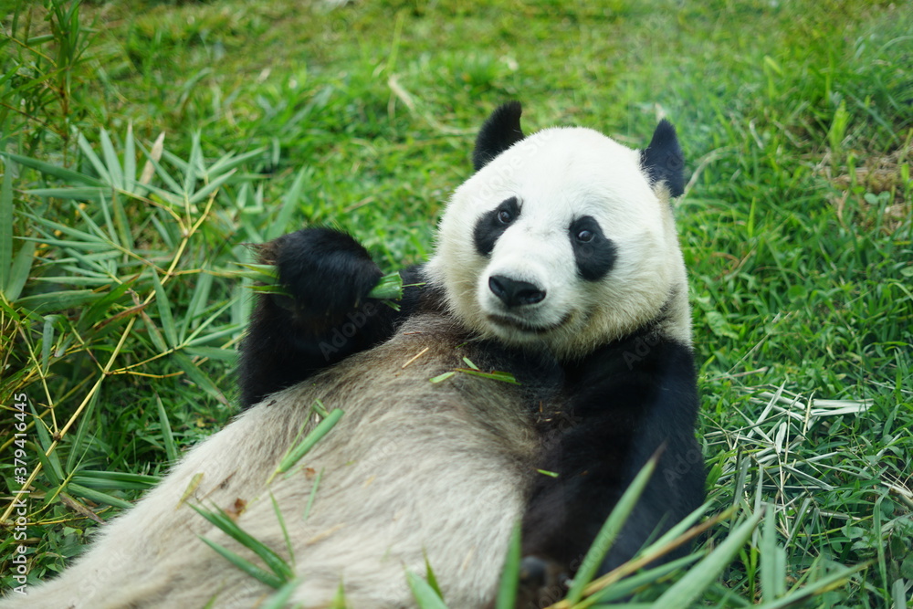 panda eating bamboo panda eating bamboo