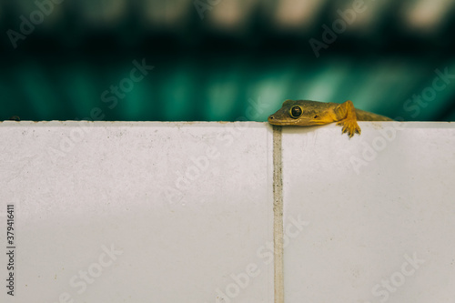 Close up to a house gecko lizard on wall