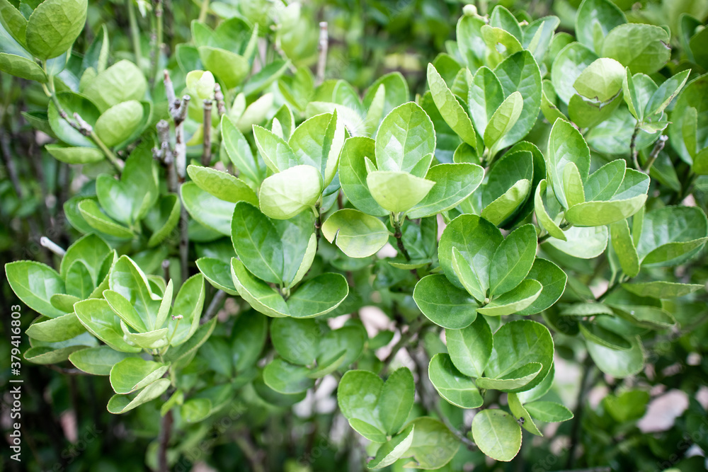 green leaf background
