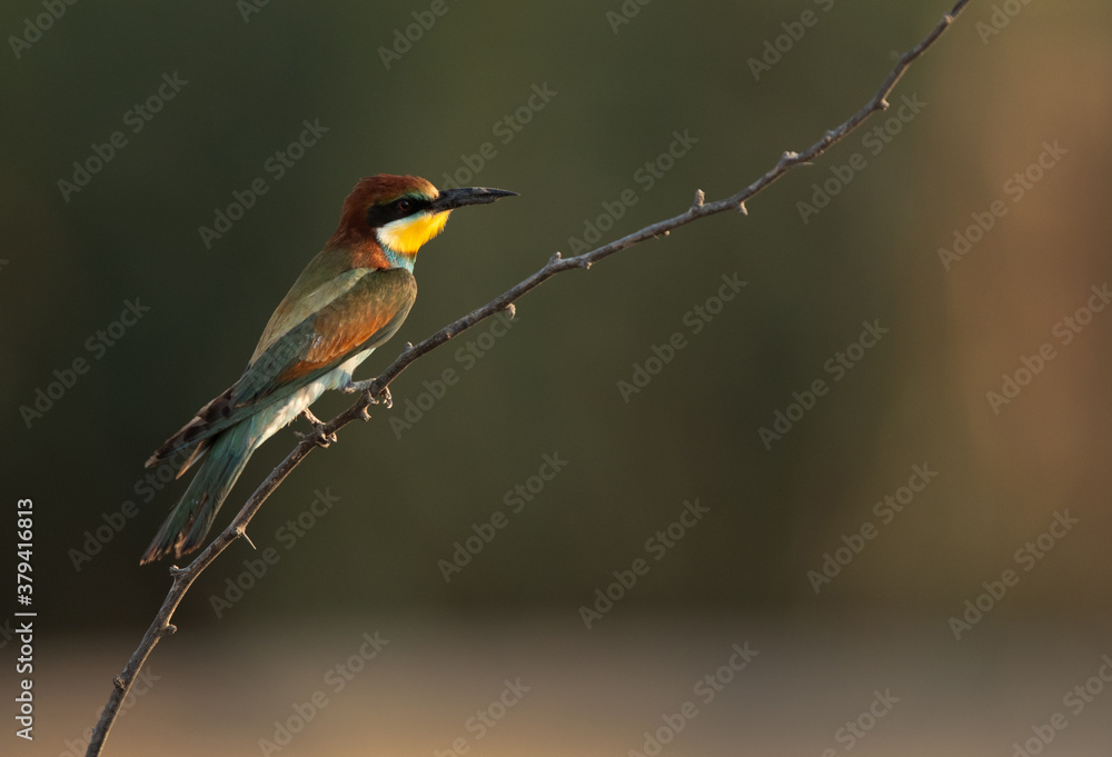 European bee-eater perched on a tree, Bahrain. A backlit image.