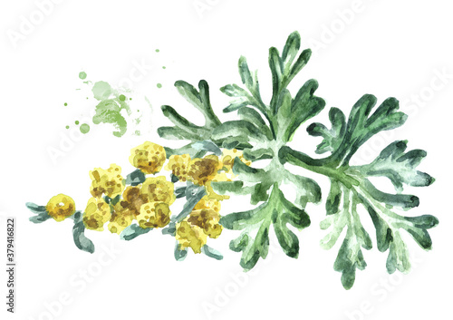 Sprigs, leaf anf flowers of medicinal plant wormwood. Hand drawn watercolor illustration isolated on white background photo