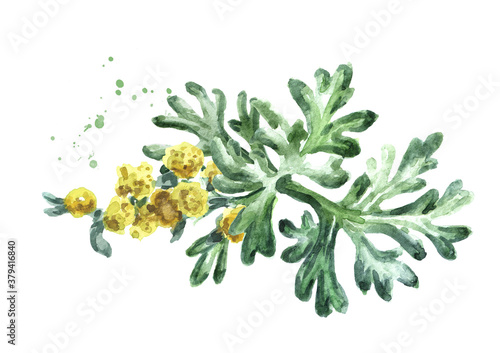 Sprigs, leaf anf flowers of medicinal plant wormwood. Hand drawn watercolor illustration, isolated on white background photo