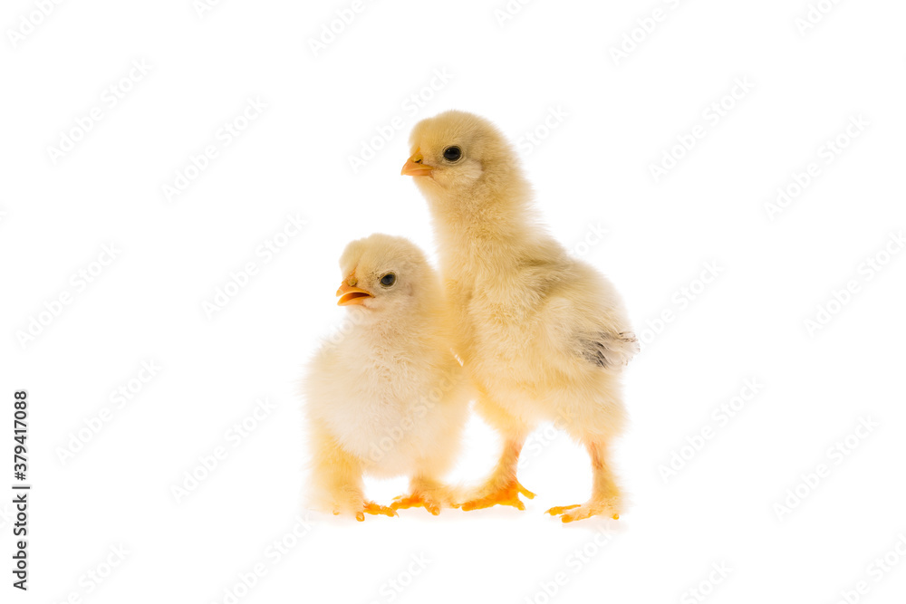 Two young fluffy yellow Easter Baby Chickens standing Against White Background