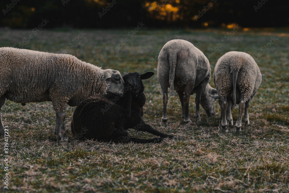 Des moutons au coucher du soleil. Des moutons au coucher du soleil.