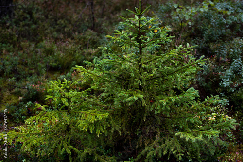 little spruce in the forest after rain
