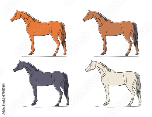 Horse stands on the spot, side view, several variants of color