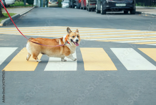 small beautiful Corgi dog crosses an asphalt road on pedestrian crosswalk in the city © nataba