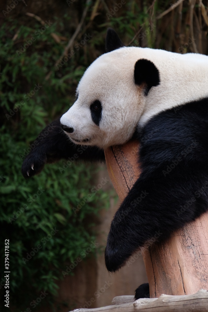 Obraz premium giant panda eating bamboo