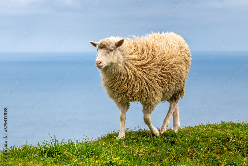 Sheep on Mykines island , Faroe Islands Sheep on Mykines island , Faroe Islands