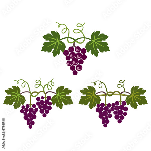 Grapes decorative pattern for wine design concept, bar menu, juice drinks, fruit juices, healthy vegan food, viticulture, wine or juice label, grape seed oil on white background. Vector illustration.