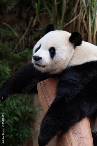 giant panda bear © Hendra