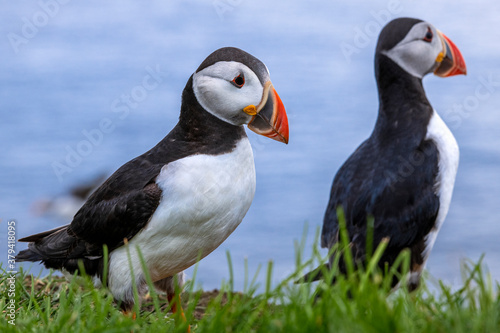 Puffins at the Mykines island at Faroe Islands