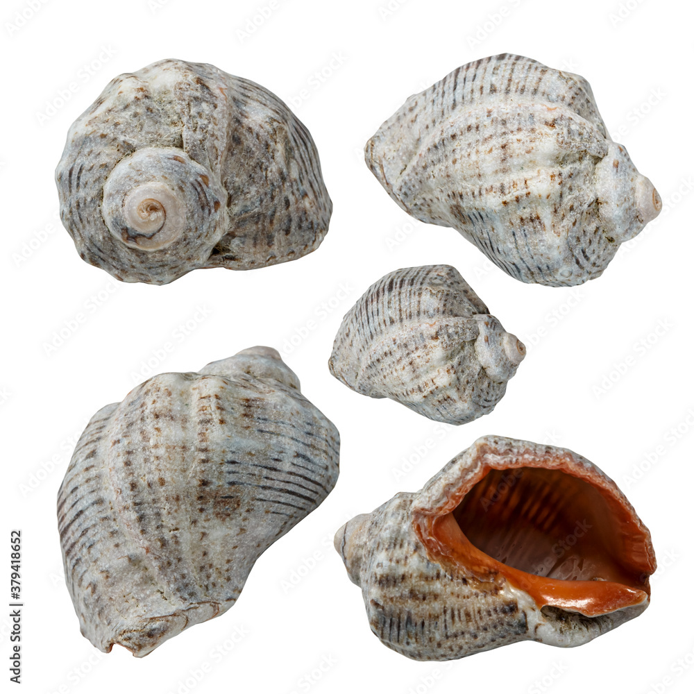 Macro – Snail shell collection  isolated on white background, (high resolution)