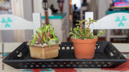 Close view of a couple of small decorative succulent plant in  flowerpots. Located indoors  on top of a wooden table  with natural daylight illumination. 