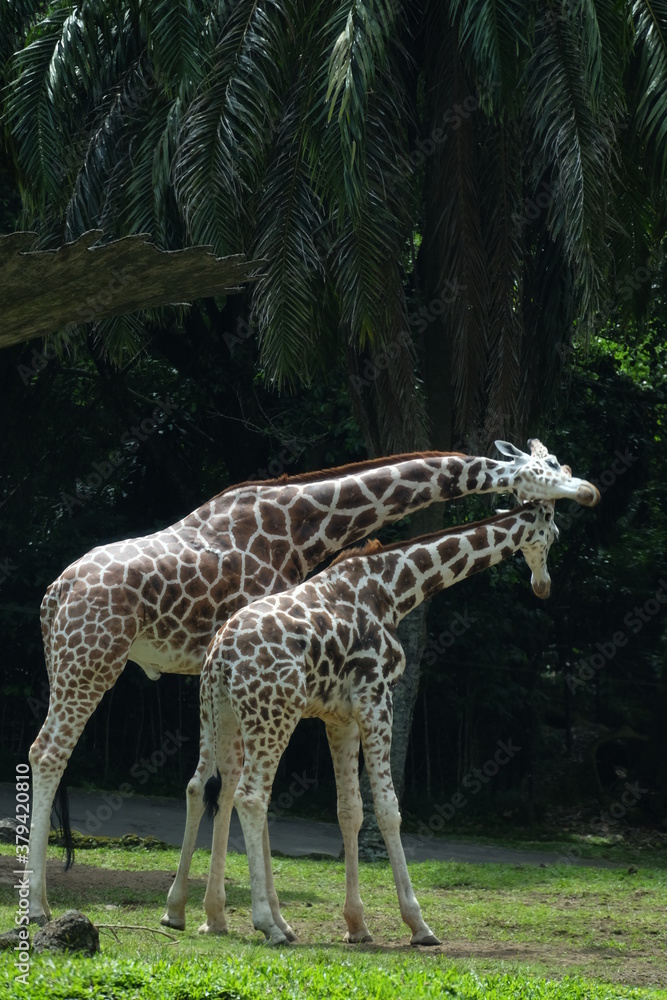 Obraz premium giraffe in the park