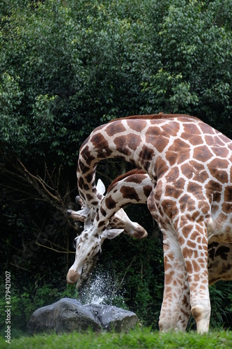 Photography giraffe in zoo