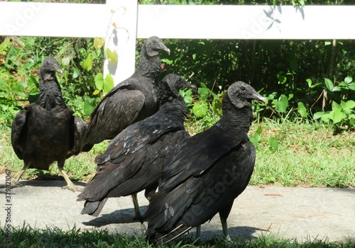 Black american vultures in Florida nature, closeup photo