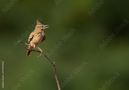 Portrait of a Crested Lark perched on a twig, bahrain