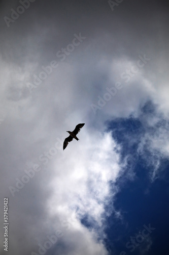 A seagull flying over the sky