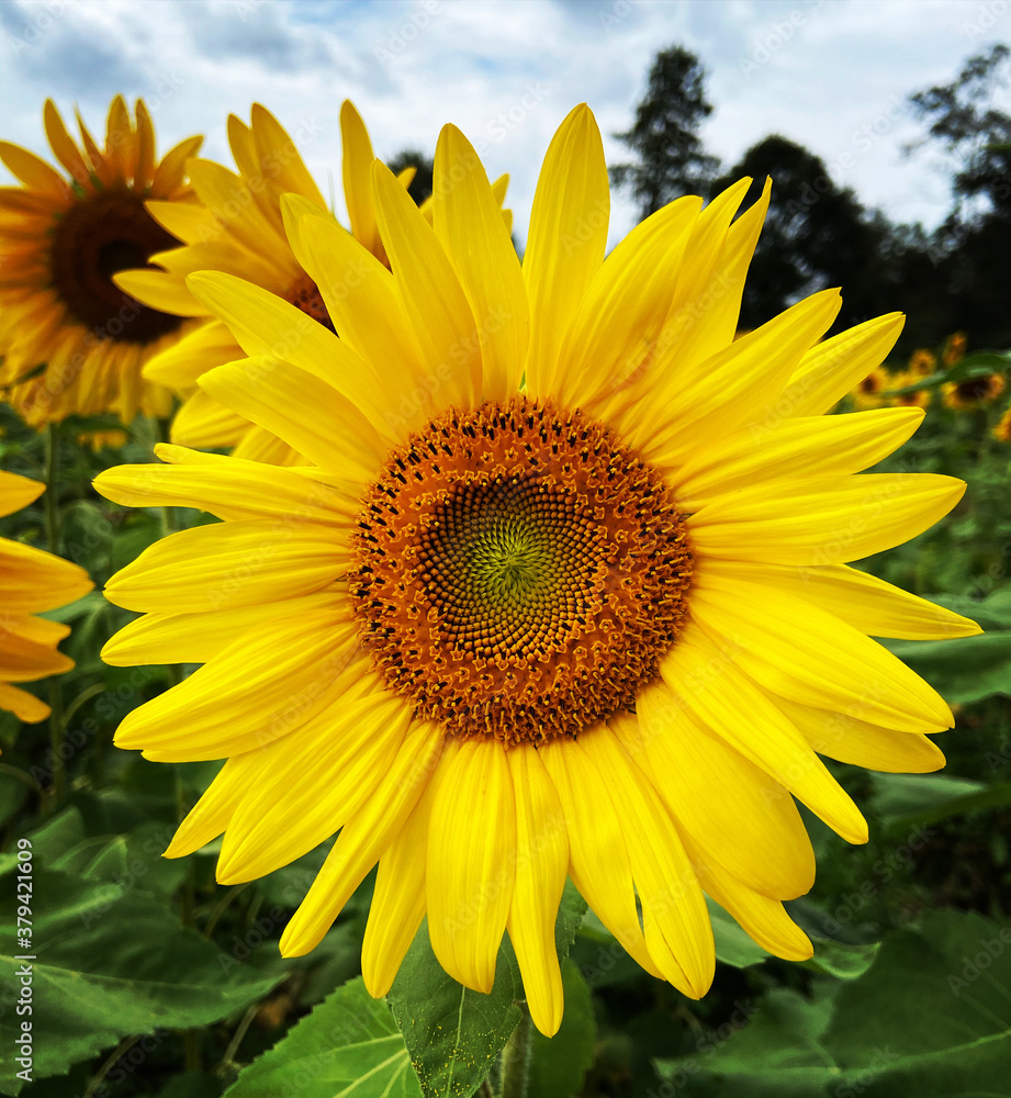 Fototapeta premium Unique sunflower