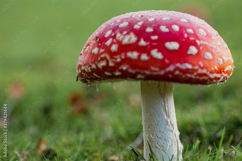 Fly agaric ( fly amanita ) mushrooms growing in ancient woodland in Piddington, Oxfordshire. Fly agaric ( fly amanita ) mushrooms growing in ancient woodland in Piddington, Oxfordshire.