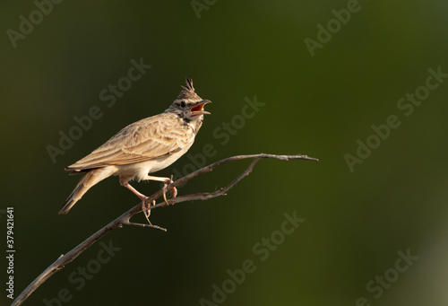 Crested Lark perched on a twig, bahrain