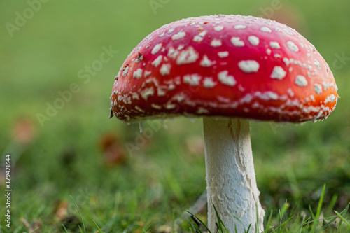 Fly agaric ( fly amanita ) mushrooms growing in ancient woodland in Piddington, Oxfordshire.