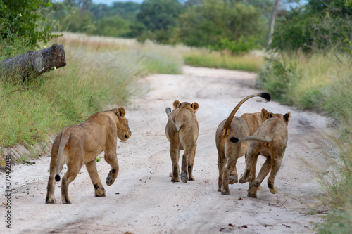 Photography Lions
