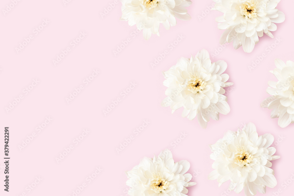 Frame made of chrysanthemum flowers on a pink background. Floral creative concept with place for text.