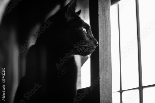 Gato Negro encerrado observando