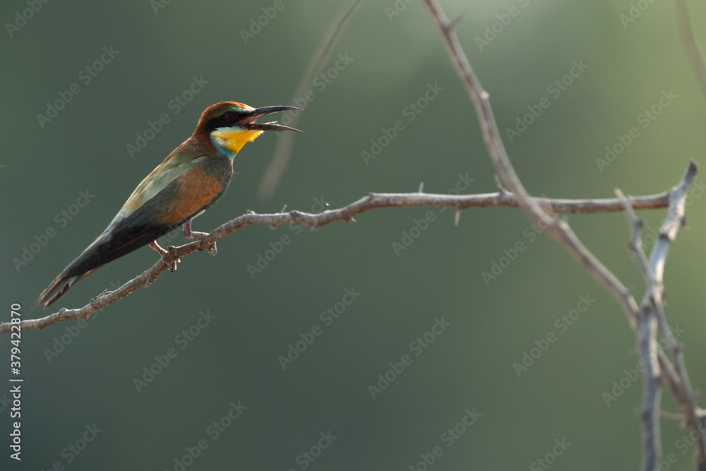 Fototapeta premium European bee-eater perched on a tree, Bahrain. A backlit image.