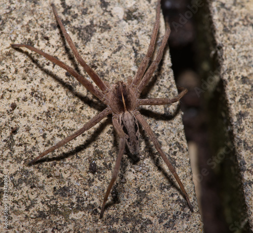 nursery web spider in macro