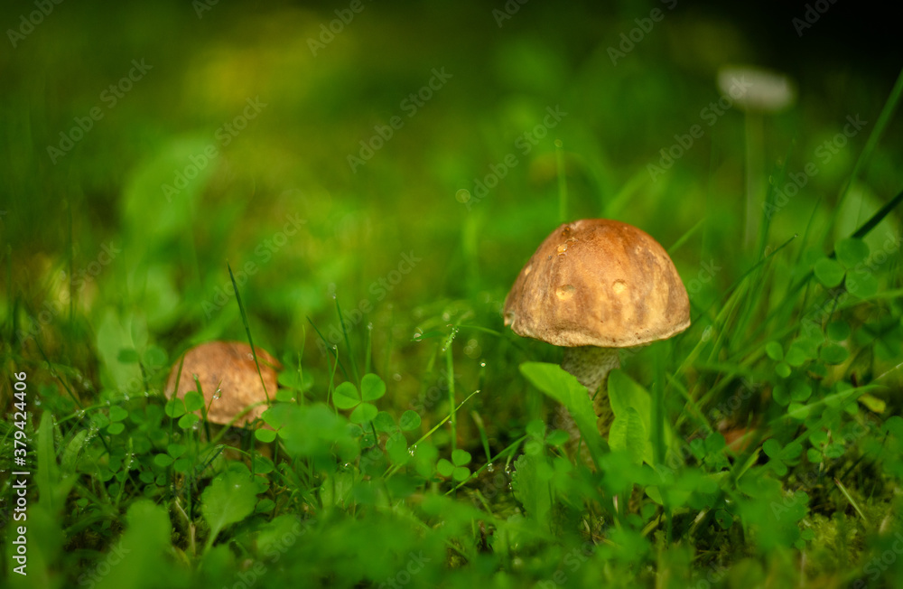 Porcini mushrooms grow from grass in the forest Porcini mushrooms grow from grass in the forest
