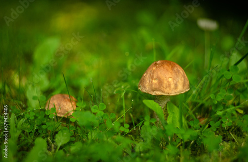 Porcini mushrooms grow from grass in the forest