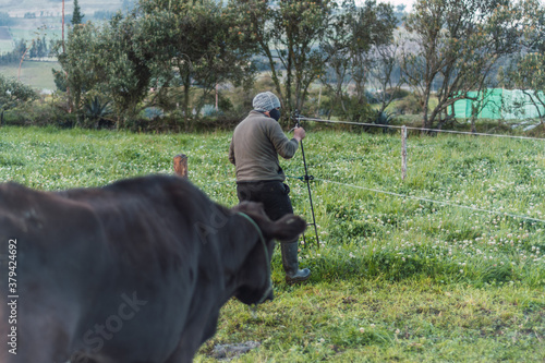 man working with cows on a green field