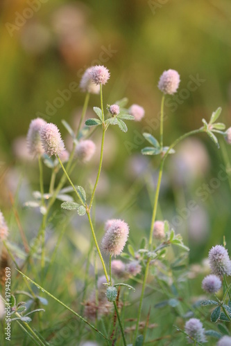 Hare's foot trefoil or hare's foot clover or rabbitfoot clover or Trifolium arvense. 
Fluffy pink clover flowers covered with dew in the sunlight at dawn on an autumn morning. Pink flowers close up.