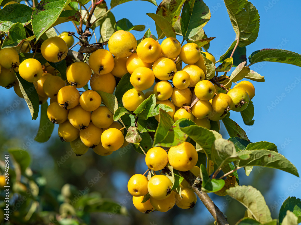 Ripe yellow crab apples, Malus, hanging on a tree branch