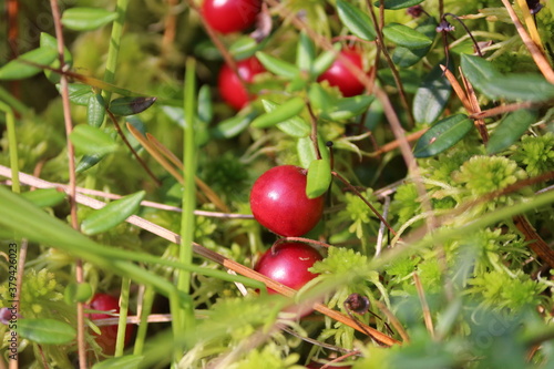 Red cranberry grows on a bog among green sphagnum moss on a sunny autumn day. Vaccinium oxycoccos or bog cranberry or small cranberry. Moss red berries close up.