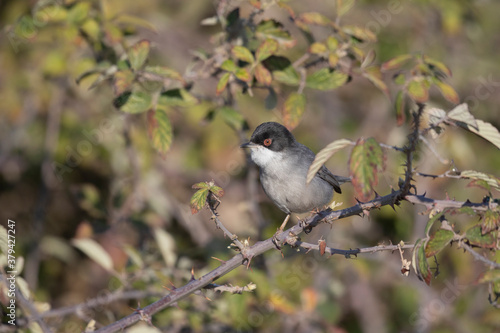 Small passerine bird, Sardinian Warbler