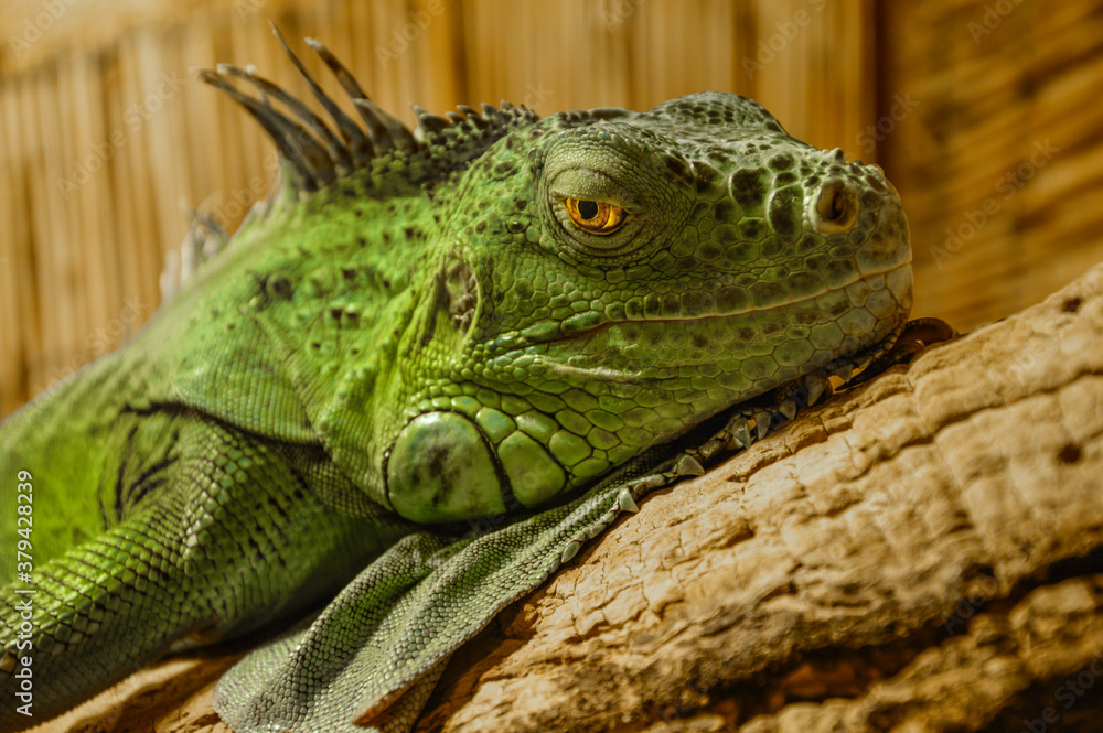 Fototapeta premium Primo piano di un'iguana