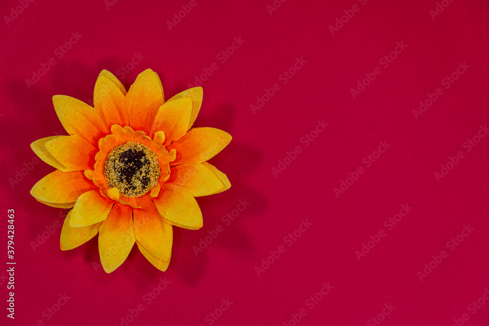 Flowers neatly arranged, isolated on background and with space for writing