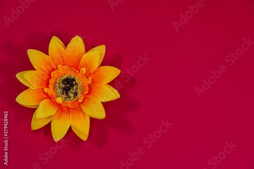 Obraz na płótnie Flowers neatly arranged, isolated on background and with space for writing w salonie